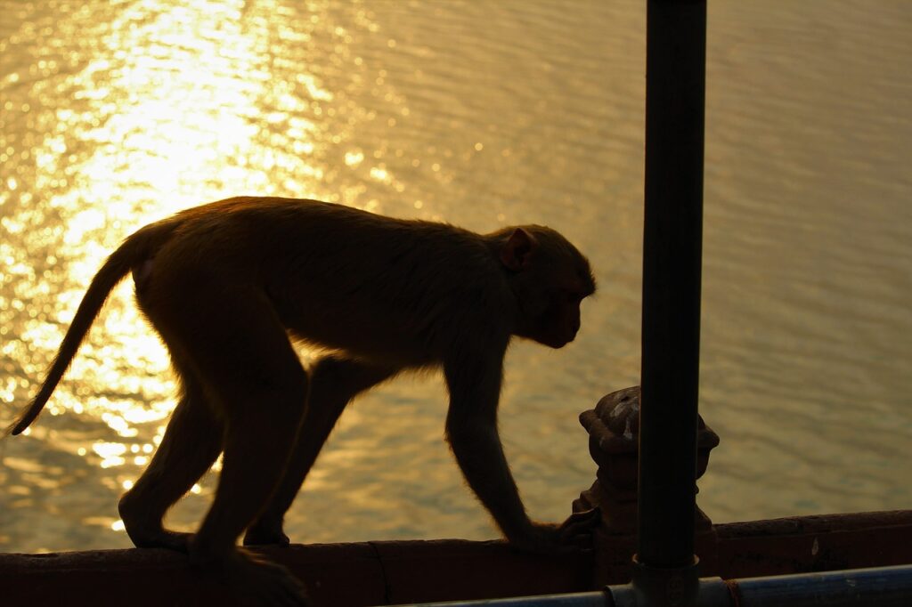 monkey, silhouette, river-4582730.jpg